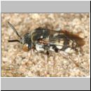 Epeolus variegatus - Filzbiene m001 7mm - OS-Wallenhorst-Sandgrube.jpg